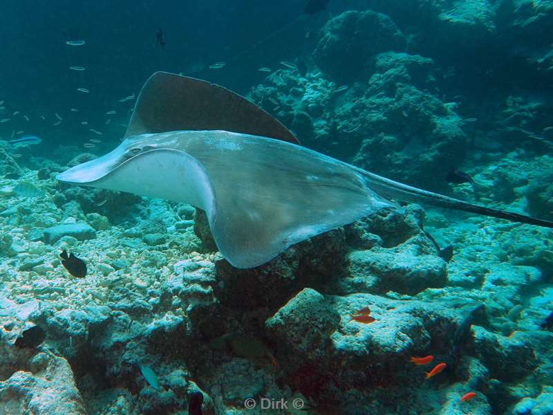 duiken malediven male atoll