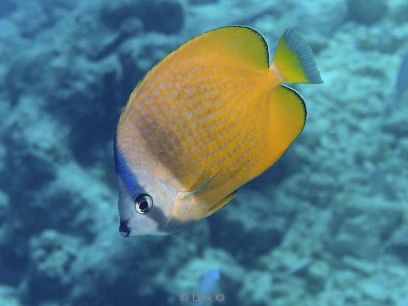 duiken malediven male atoll