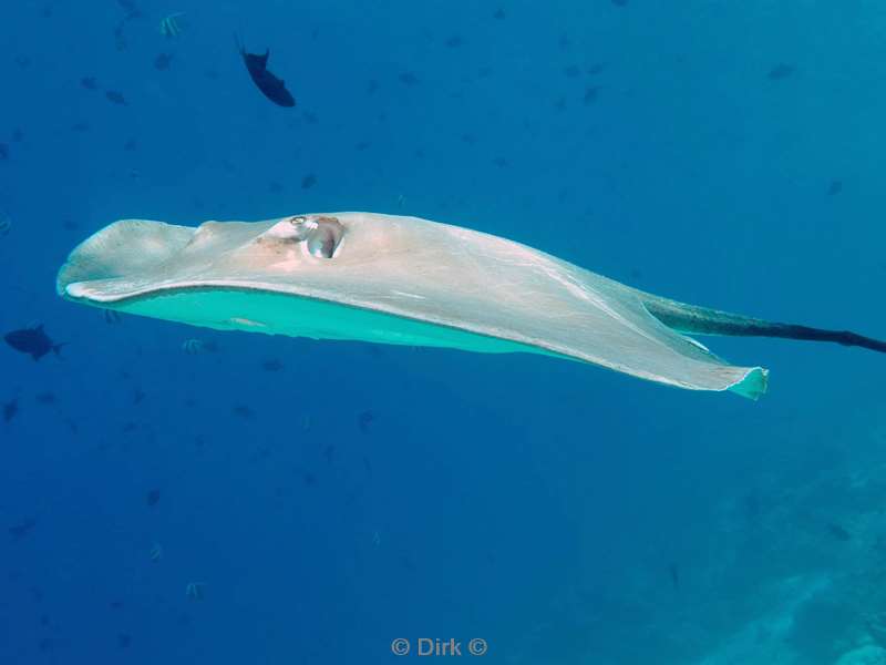 duiken malediven male atoll