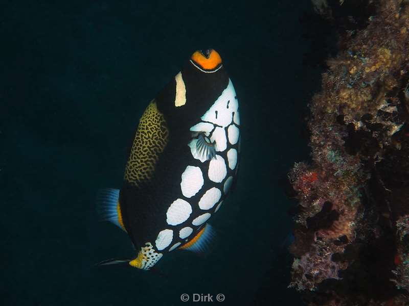 duiken malediven male atoll