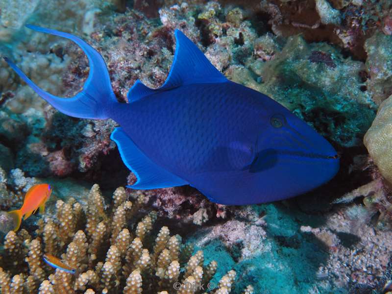 duiken malediven male atoll