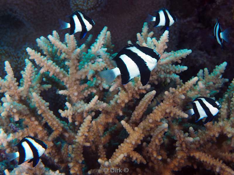 duiken malediven male atoll