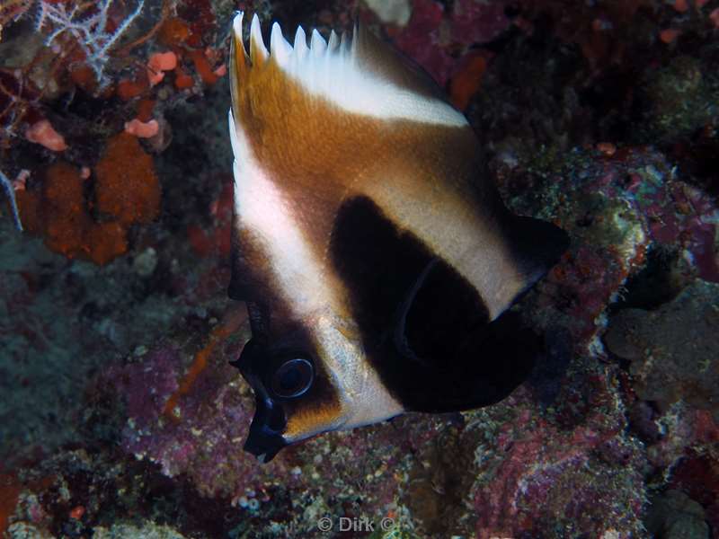 duiken malediven male atoll