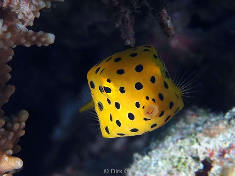 duiken malediven male atoll