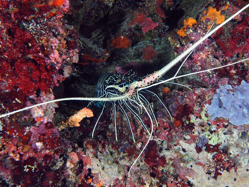 duiken malediven male atoll