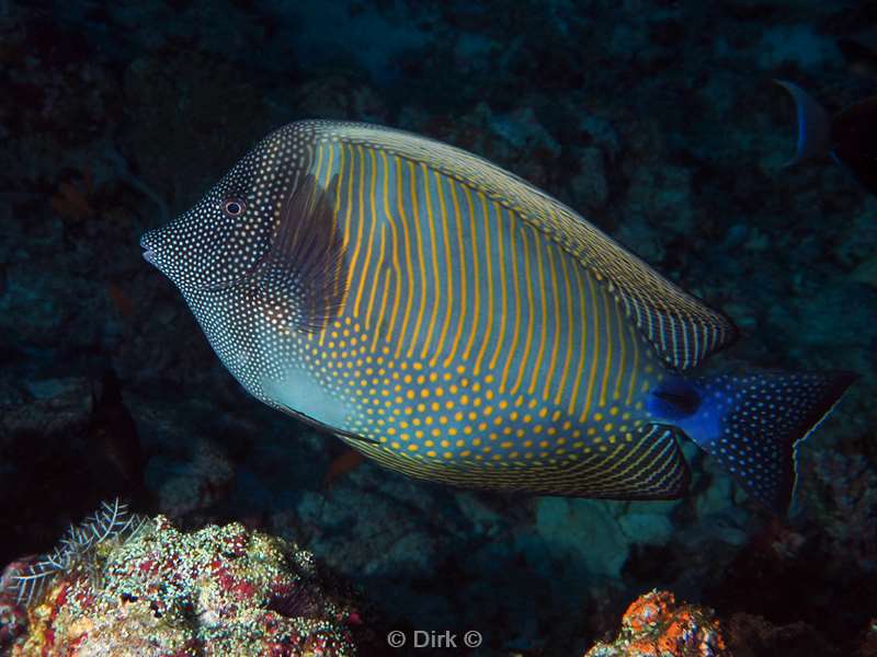 duiken malediven male atoll