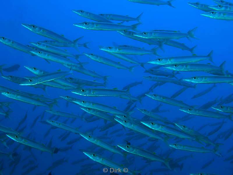 duiken malediven vaavu atoll