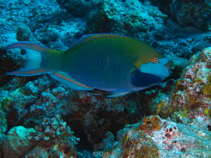 duiken malediven vaavu atoll