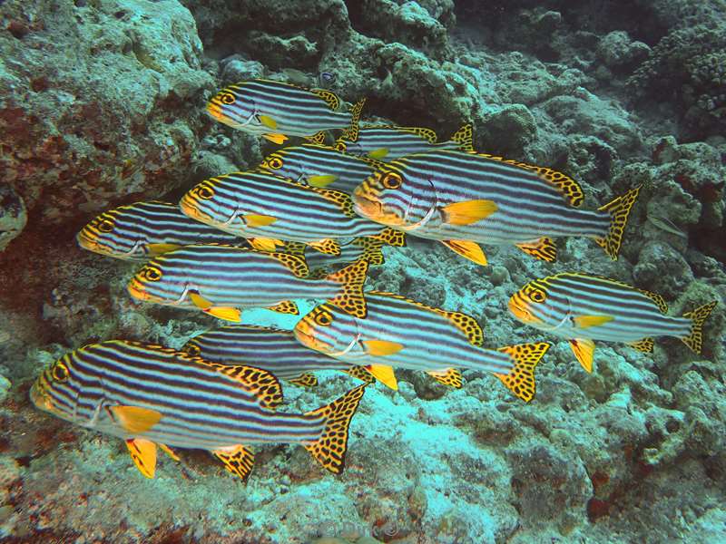 duiken malediven vaavu atoll