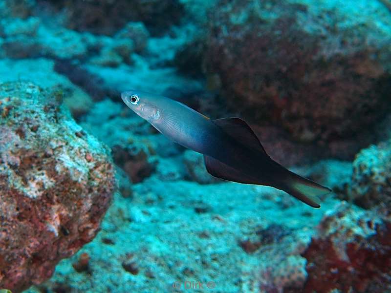 duiken malediven vaavu atoll