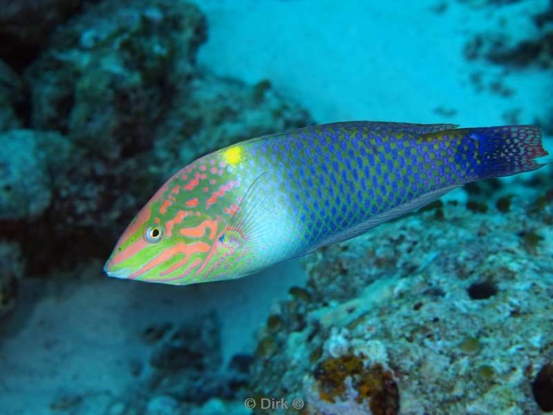 duiken malediven vaavu atoll