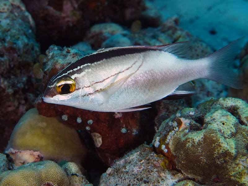 duiken malediven vaavu atoll