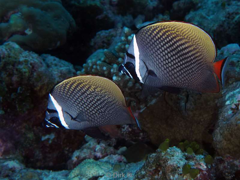 duiken malediven vaavu atoll