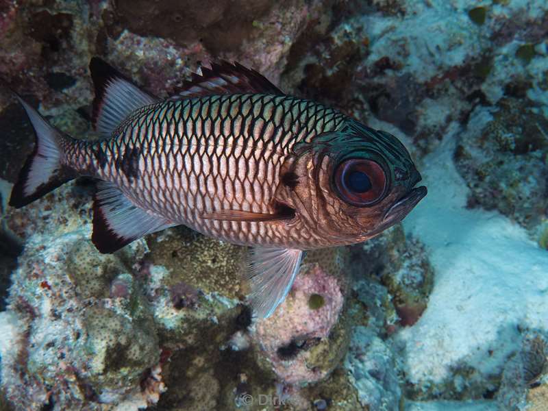 duiken malediven vaavu atoll