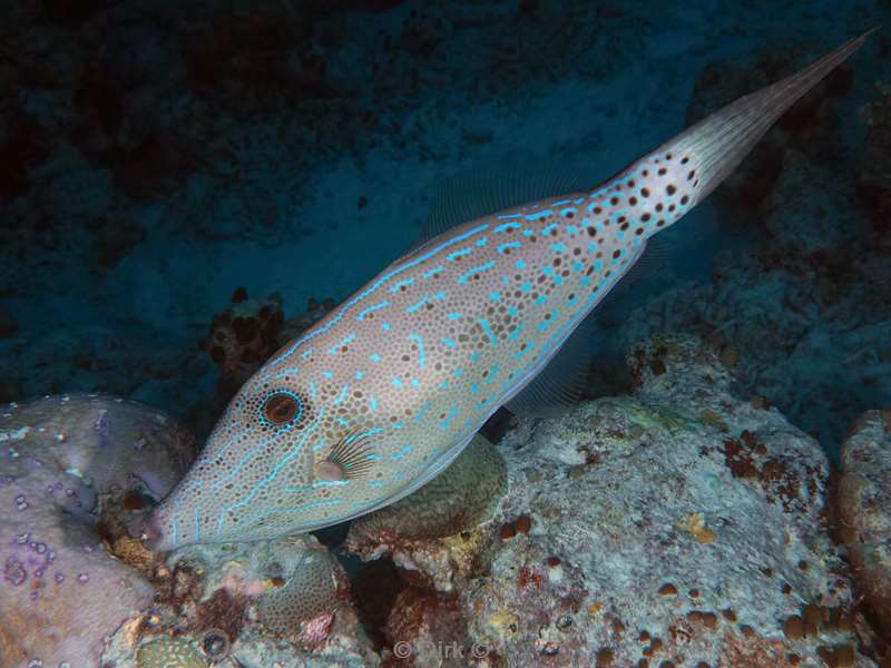 duiken malediven vaavu atoll