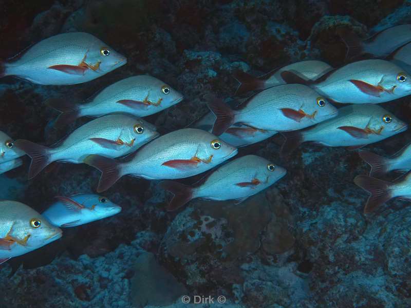 duiken malediven vaavu atoll