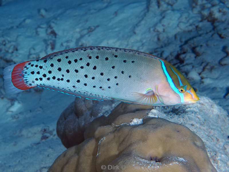 duiken malediven vaavu atoll