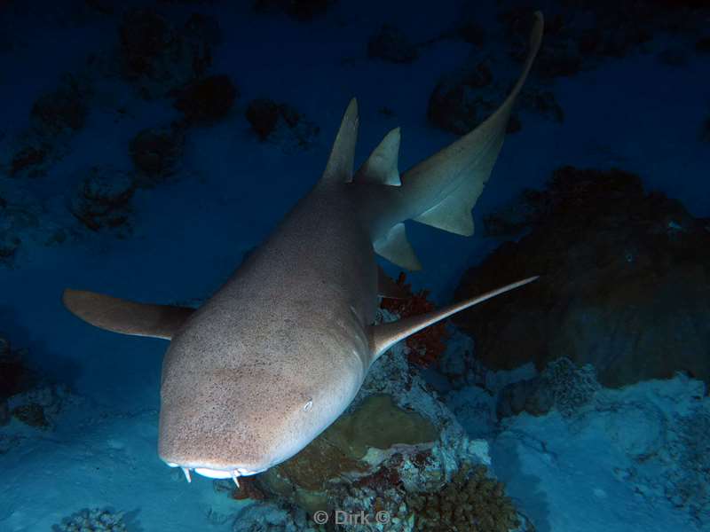 duiken malediven vaavu atoll