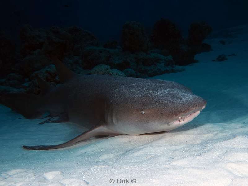 duiken malediven vaavu atoll