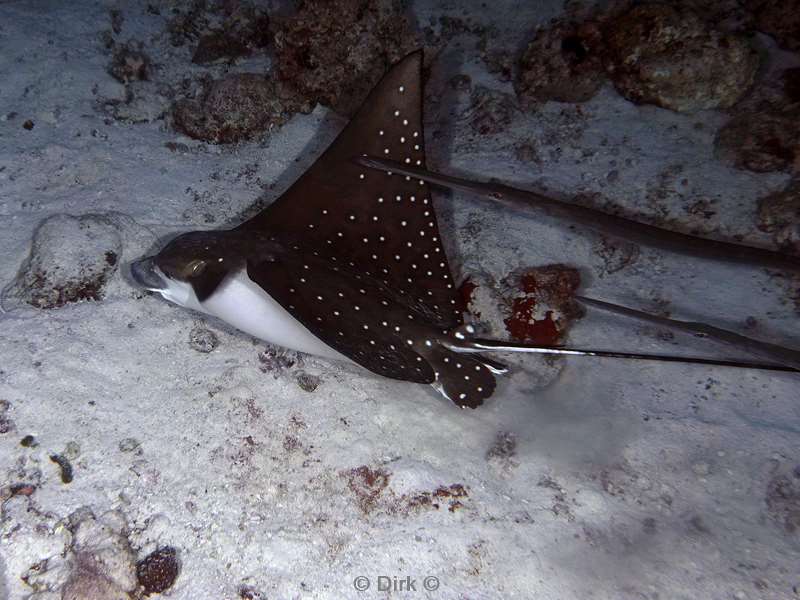 duiken malediven vaavu atoll