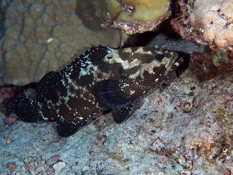 duiken malediven vaavu atoll