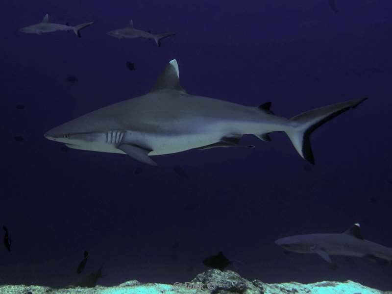 duiken malediven vaavu atoll