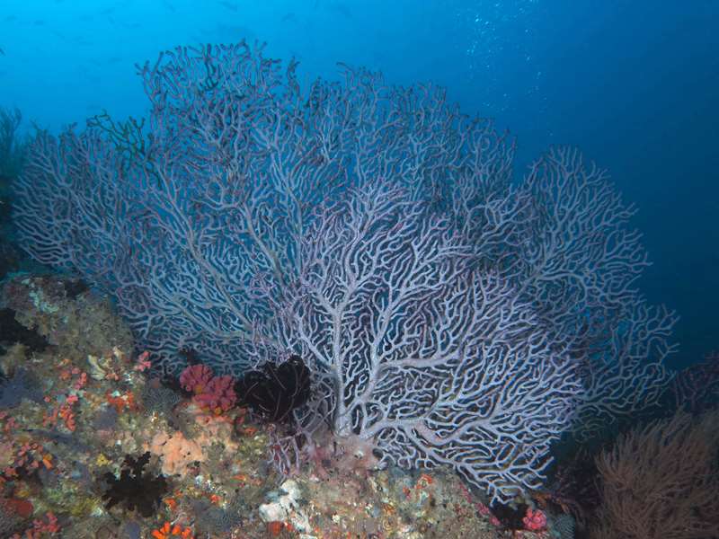 duiken malediven zuid ari atoll