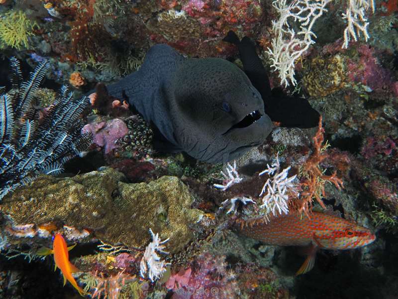 duiken malediven zuid ari atoll