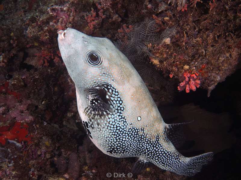 duiken malediven zuid ari atoll