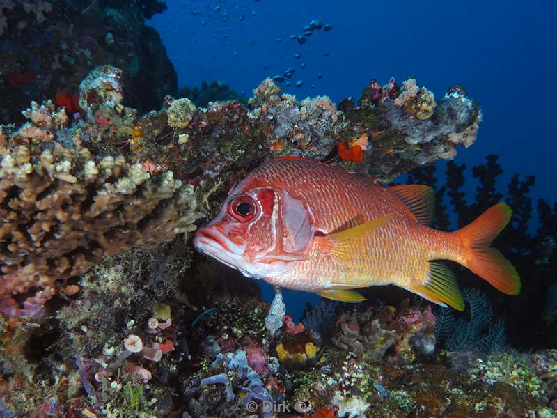 duiken malediven zuid ari atoll