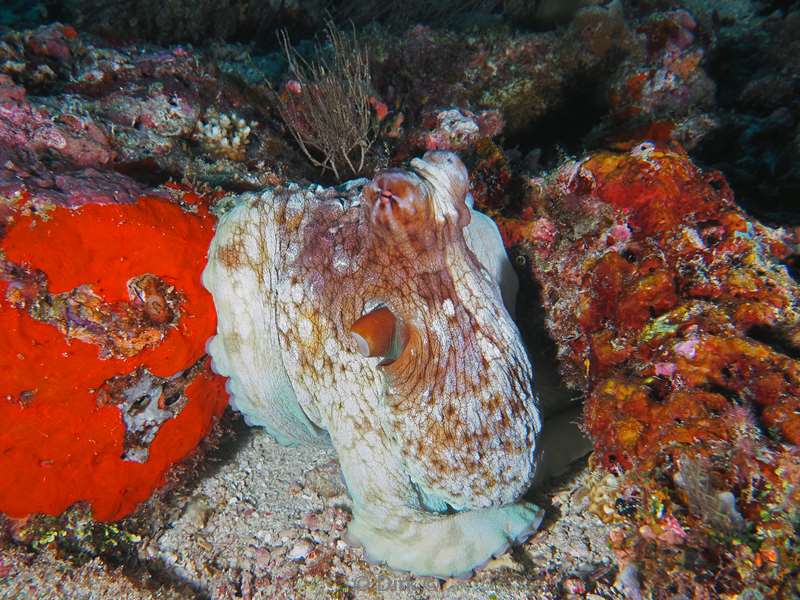 duiken malediven zuid ari atoll