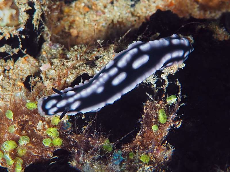 duiken malediven zuid ari atoll