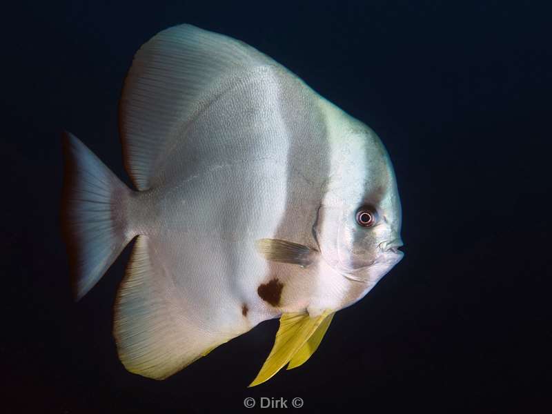 duiken malediven zuid ari atoll