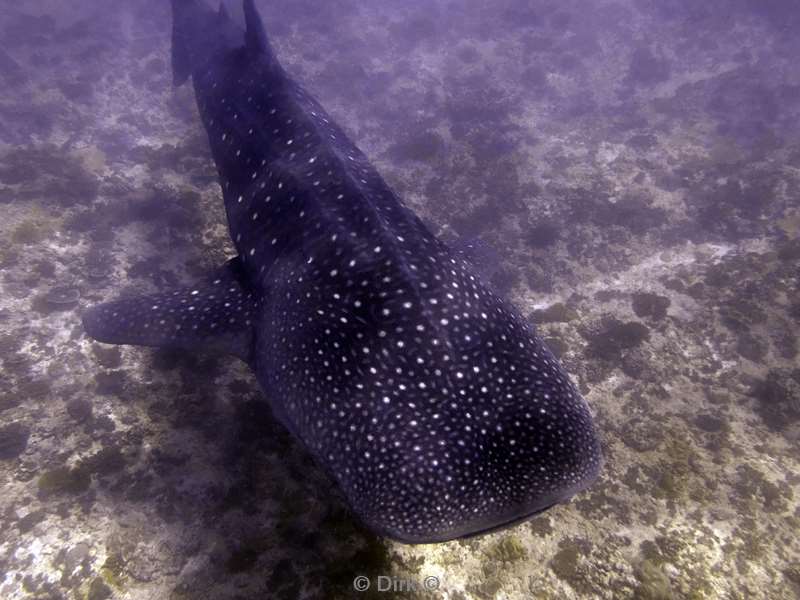 duiken malediven zuid ari atoll