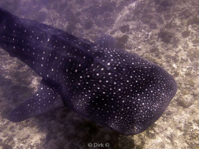 duiken malediven zuid ari atoll