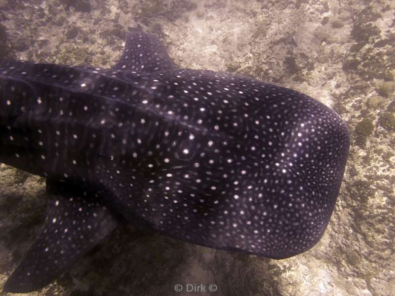 duiken malediven zuid ari atoll