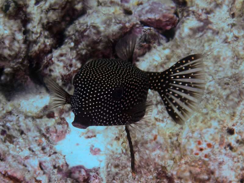 duiken malediven zuid ari atoll