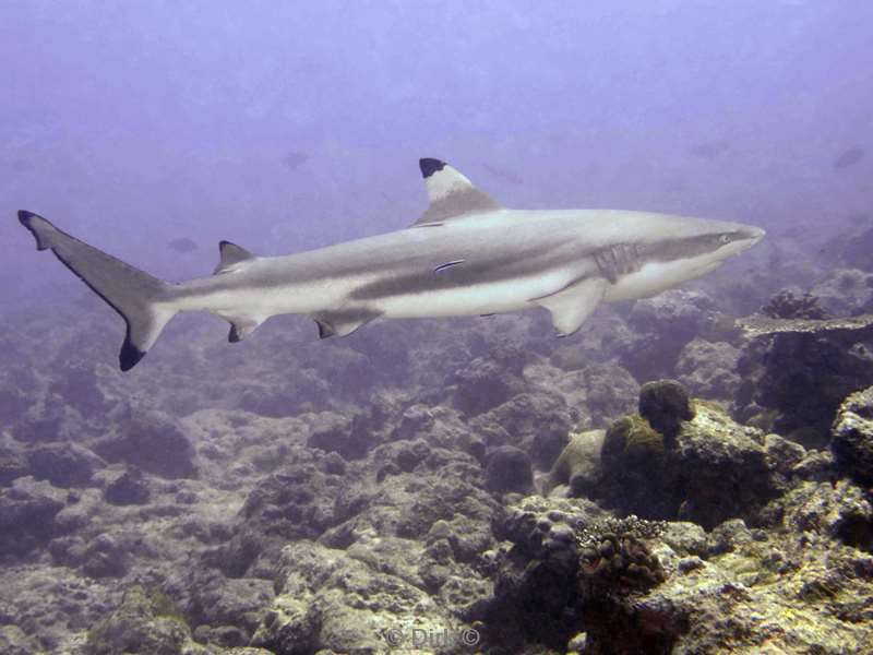 duiken malediven zuid ari atoll