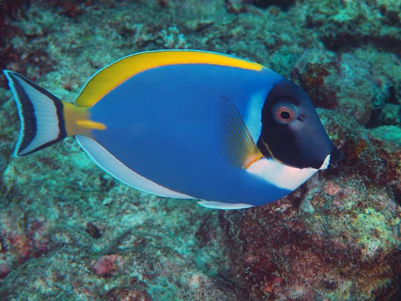 duiken malediven zuid ari atoll