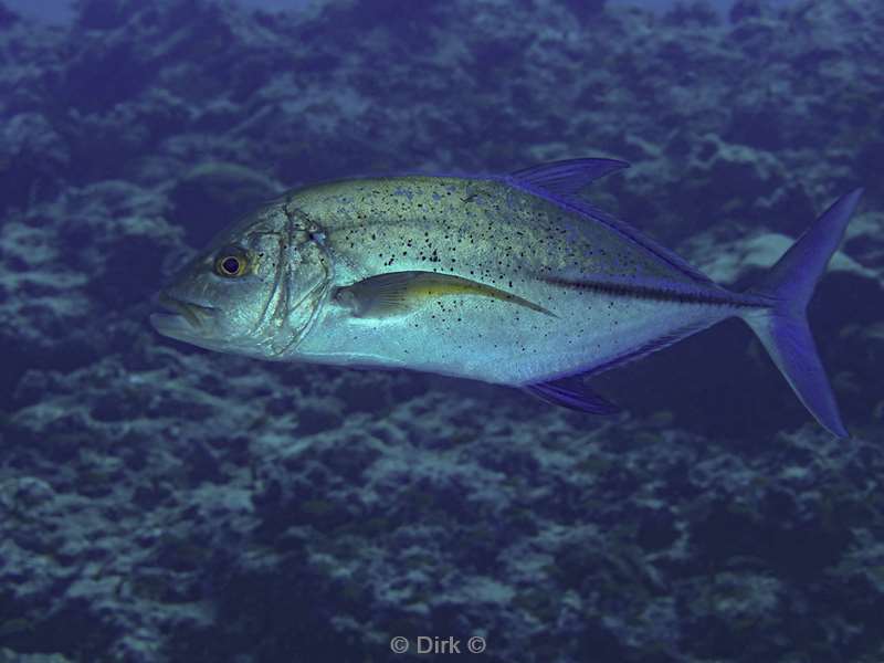 duiken malediven zuid ari atoll