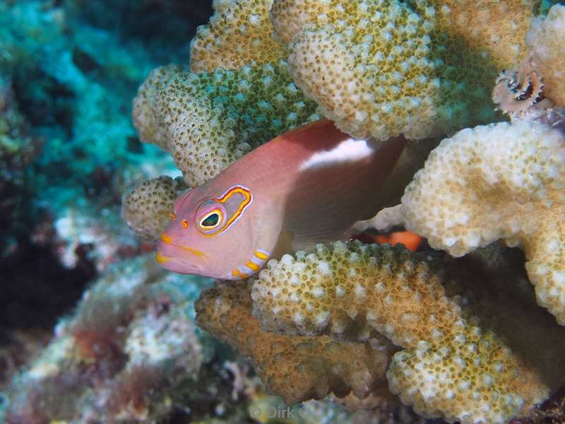 duiken malediven zuid ari atoll