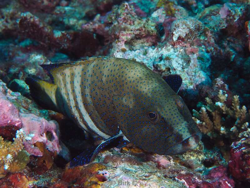 duiken malediven zuid ari atoll