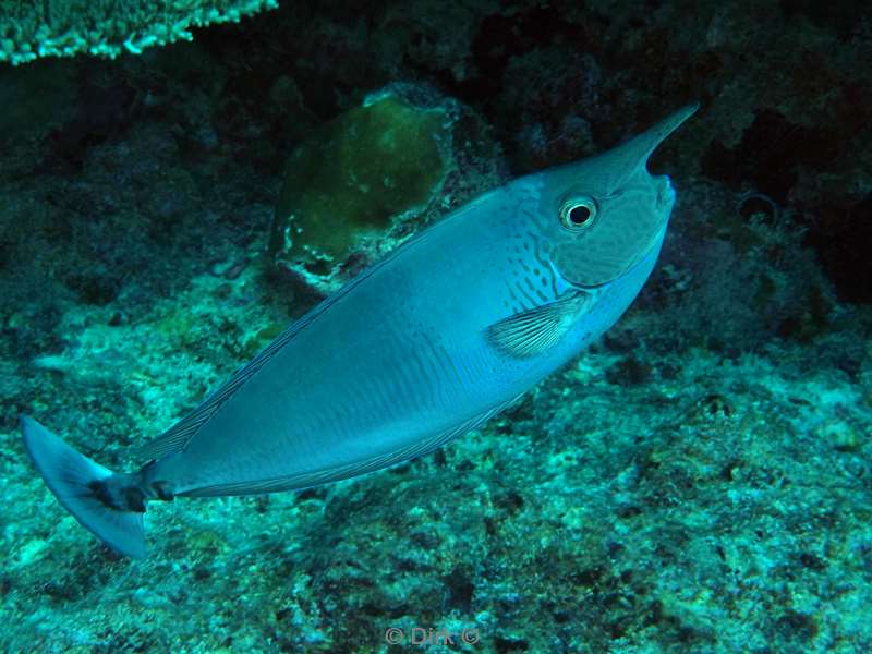 duiken malediven zuid ari atoll