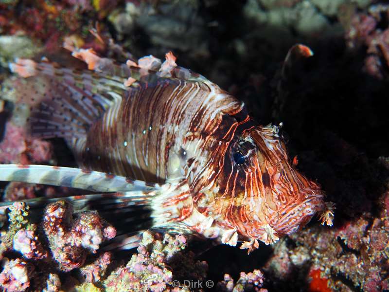 duiken malediven zuid ari atoll