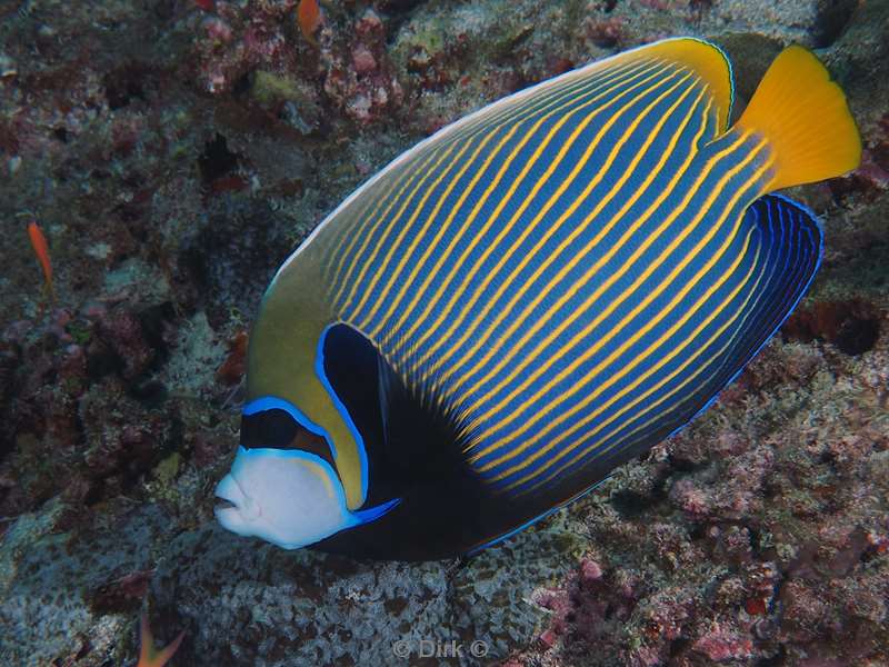 duiken malediven zuid ari atoll