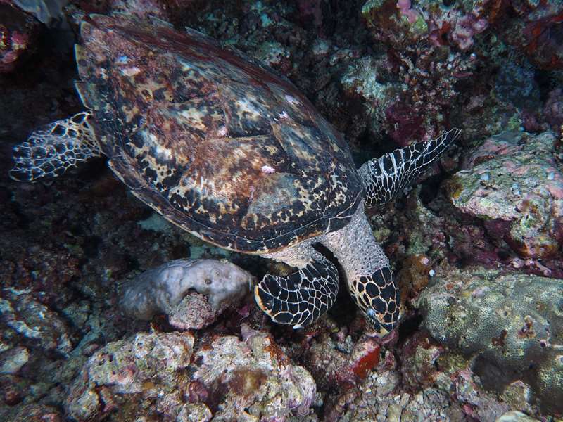 duiken malediven zuid ari atoll