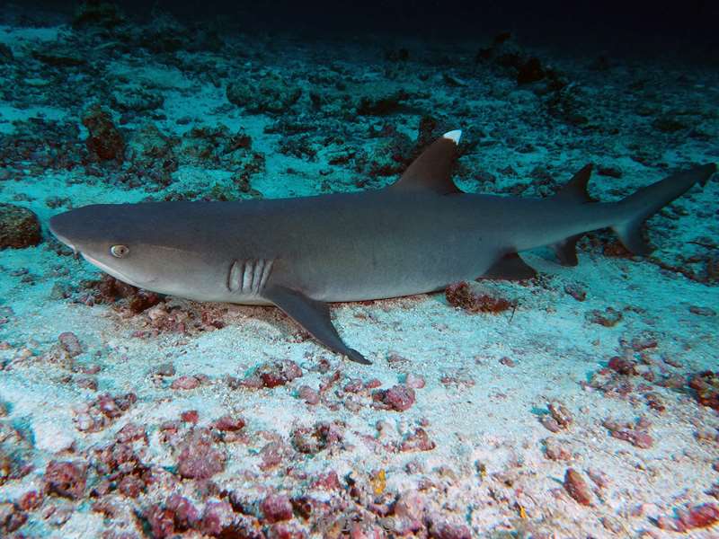 duiken malediven zuid ari atoll