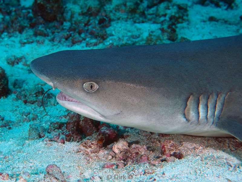 duiken malediven zuid ari atoll