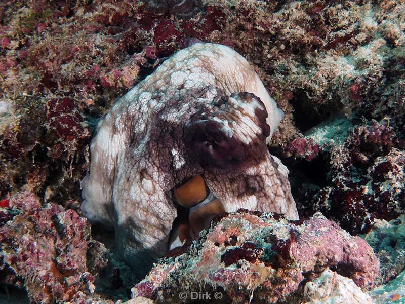 duiken malediven zuid ari atoll