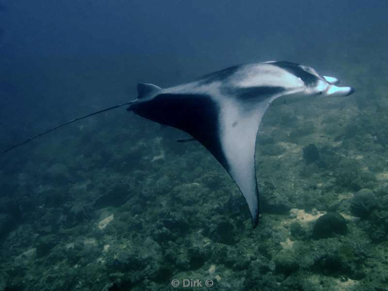 duiken malediven zuid ari atoll